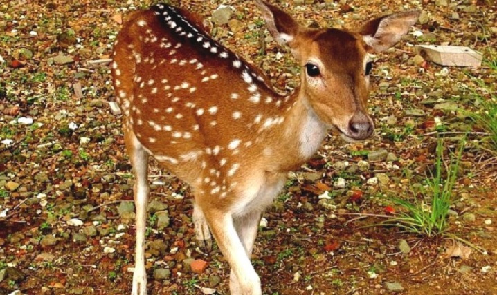 Deer rescued in Bagerhat