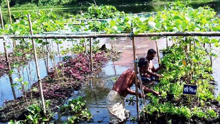Vegetable farming on floating beds gets popular in Sylhet