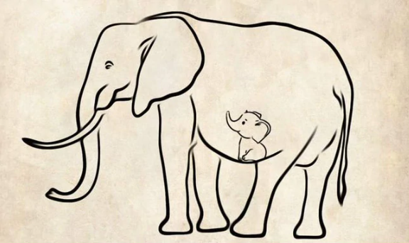  India vows probe after elephant killed with explosives