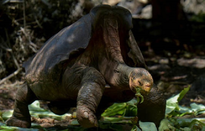 Giant tortoise Diego, a hero to his species, is home