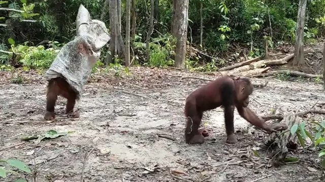 One Orangutan pranks another in the funniest video 