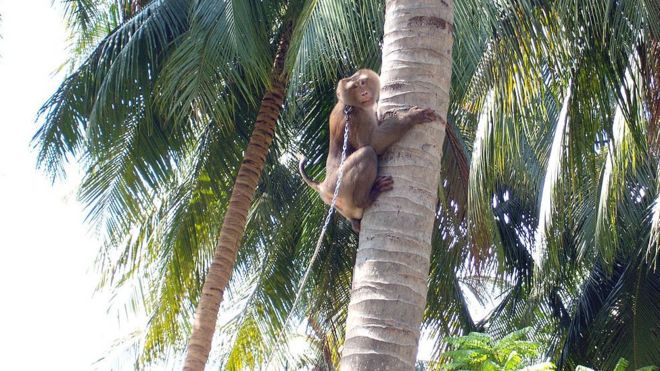 Supermarkets snub coconut goods picked by monkeys