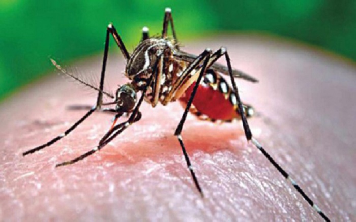 Preventive measures let no death from dengue this year