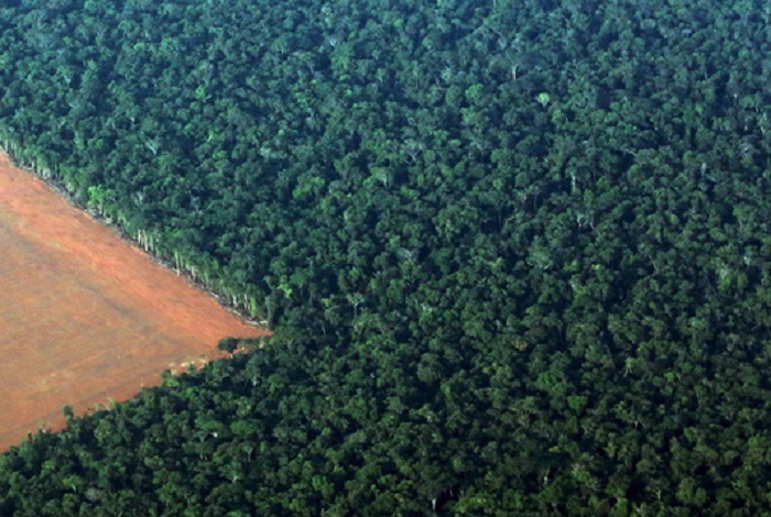 Investors want ‘results’ on deforestation: Brazil VP