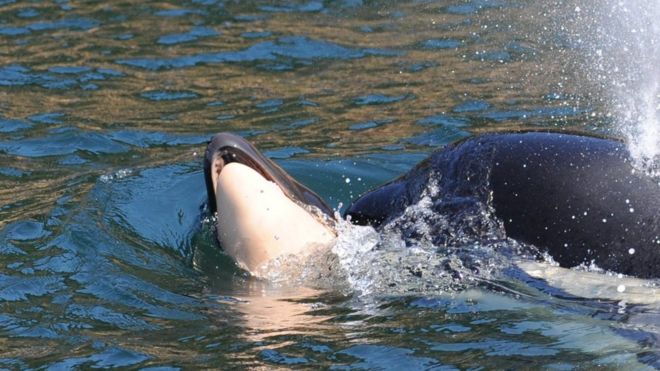 Killer whale who carried dead calf for days is pregnant