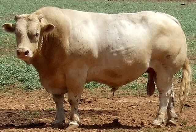 Avoid artificially fattened cattle during Eid: Experts