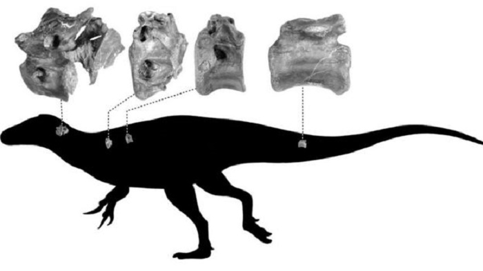 New dinosaur related to T. rex discovered on Isle of Wight