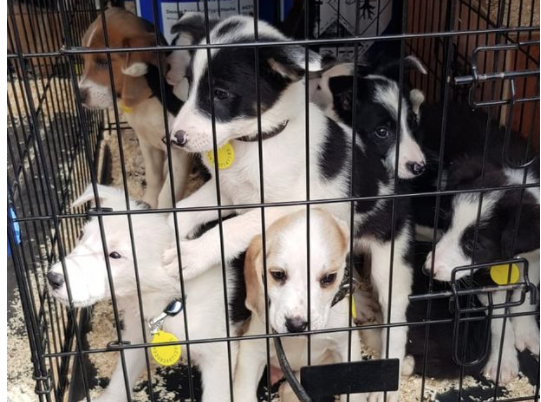 Man arrested after 40 puppies found in cages in back of van after 'theft'