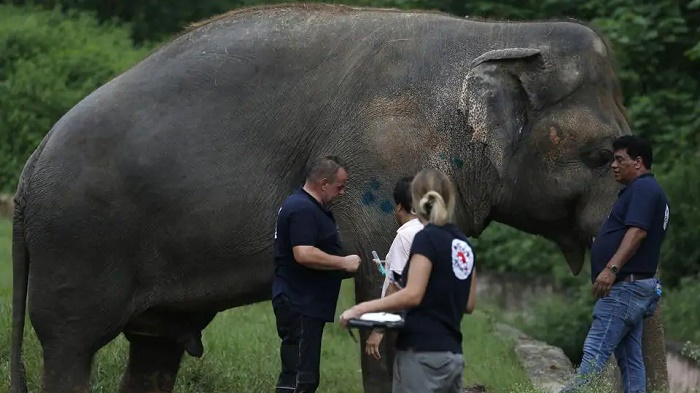 ‘World’s loneliest elephant’ set to start a new life in Cambodia where it will find companionship