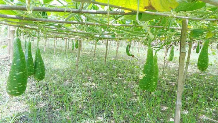 A new way to cultivate the humble bottle gourd proves a boon