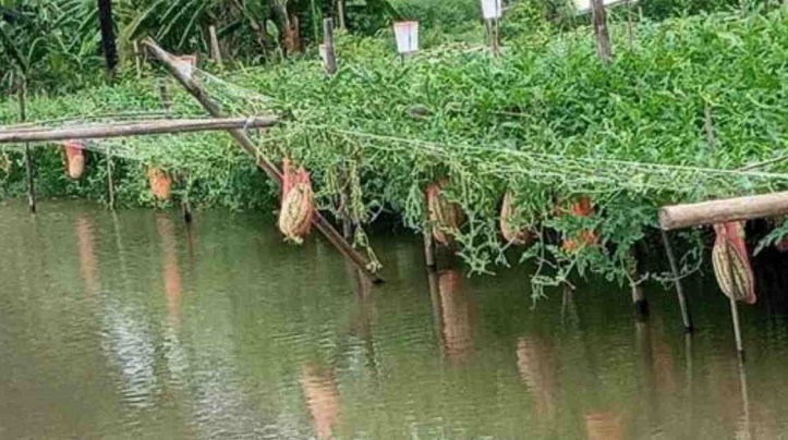Want to have watermelon? Don’t wait for the season!
