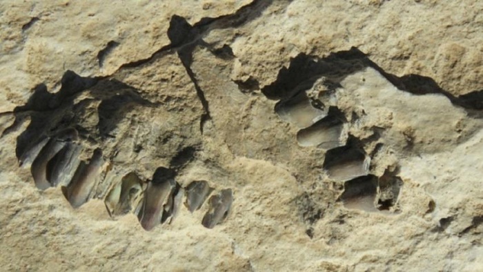 Human footprints dating back 120,000 years found in Saudi Arabia
