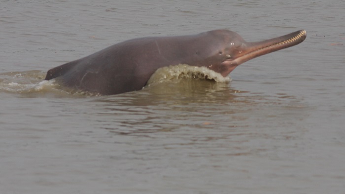 India, Bangladesh, Nepal, Myanmar join hands to enhance conservation of river dolphins