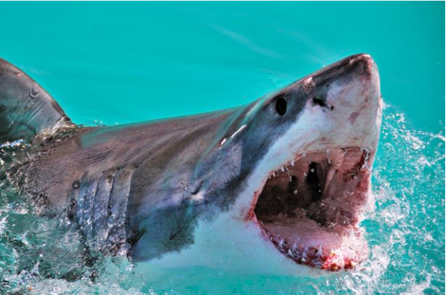 Half a million sharks may be killed for Coronavirus vaccine