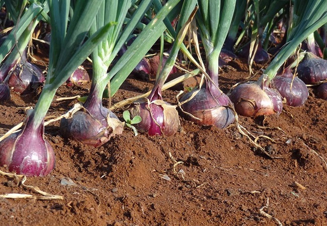 Onion crisis may create opportunity for growers