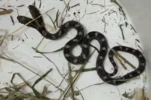 Mutant two-headed snake slithers into home in North Carolina