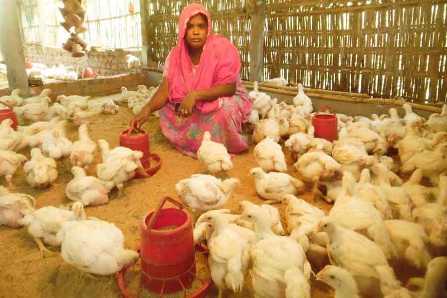 Poultry for Livelihood, Security and Better Health