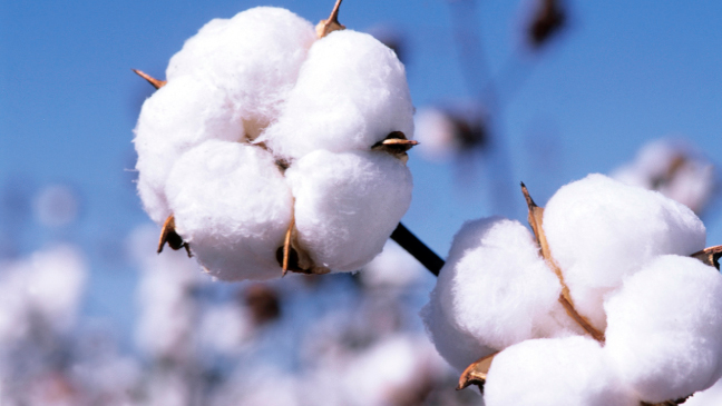 Govt plans to enhance 20 lakh bales cotton production by 2041