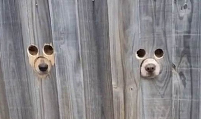 Genius pet owner makes dog-sized holes in fence so pooch can watch passers-by