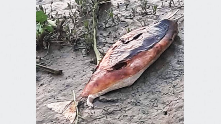 Dolphin found dead in Halda River