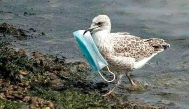 Photo of Seagull carrying discarded face mask sparks concern