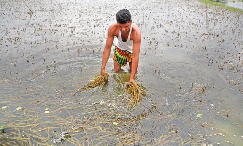 Flood eats into Tk 20bn crops