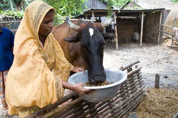 India’s crackdown on cow smuggling adds to Bangladesh's GDP