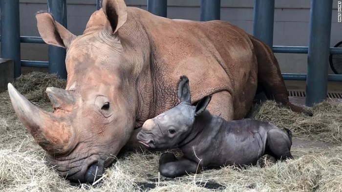 An endangered white rhino was born at Disney's Animal Kingdom Theme park