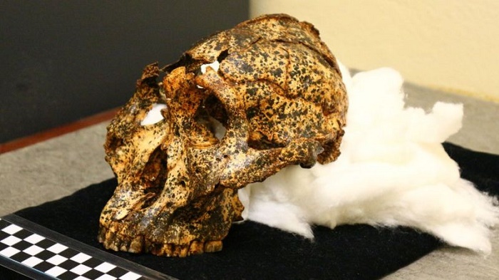 Two-million-year-old skull of human 'cousin' unearthed