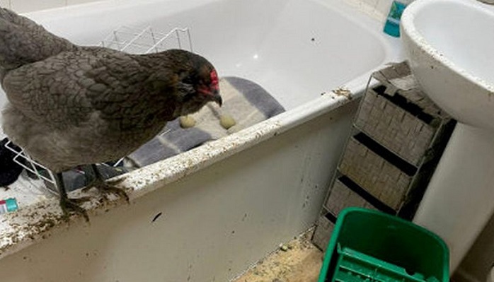 Police find chicken living in filthy bathroom during drugs raid