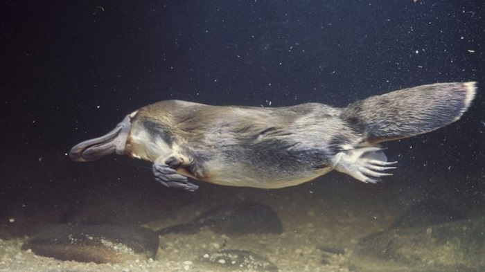 Platypus habitat 'has shrunk by 22%' since 1990