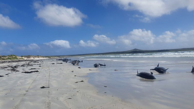 Nearly 100 pilot whales die in mass stranding off New Zealand islands
