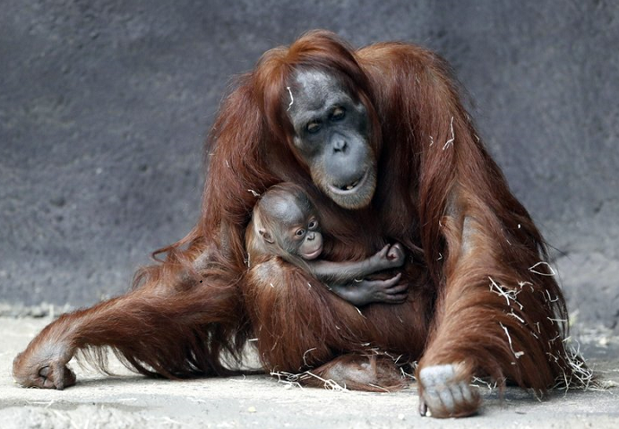 Prague zoo’s month-old Sumatran orangutan finally has a name