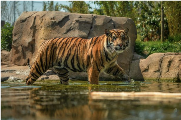 Chester Zoo live stream is giving an online tour of its most popular animals