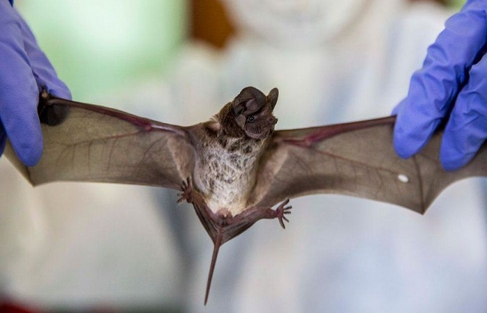 Coronavirus: Bat virus hunters find new evidence