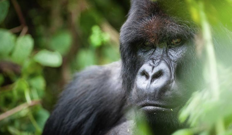 Selfie-taking tourists could be spreading Covid-19 to gorillas