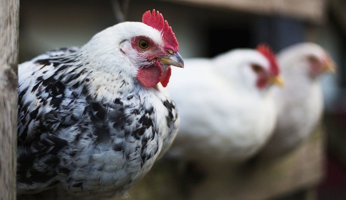 Bird flu Russia detects first case of H5N8 bird flu in humans