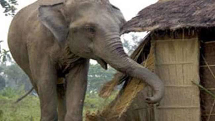 Wild elephant kills disabled girl in Bandarban