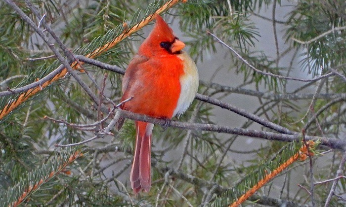 Rare bird: 'Half-male, half-female' cardinal snapped in Pennsylvania