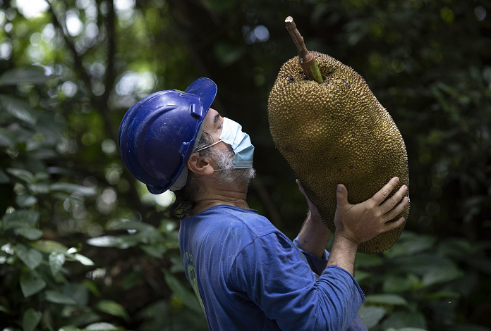 Danger or delight? Uphill battle for Brazil's huge jackfruit