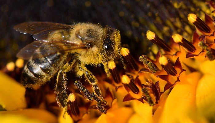 UK will no longer use bee-harming pesticide
