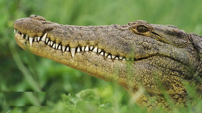 Crocodile hunt: Search on for escaped reptiles in S. Africa