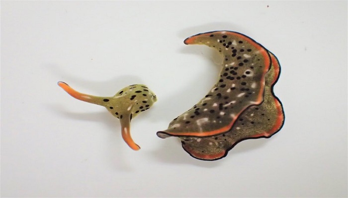 Heads up: Some sea slugs grow new bodies after decapitation