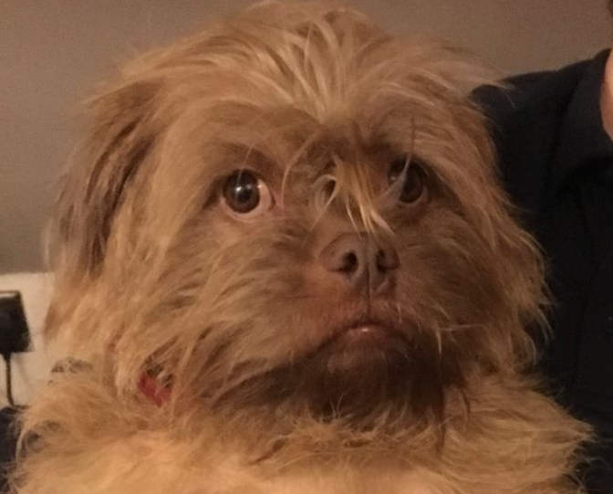 Dogs that 'talk' and have human-like features leave onlookers gobsmacked