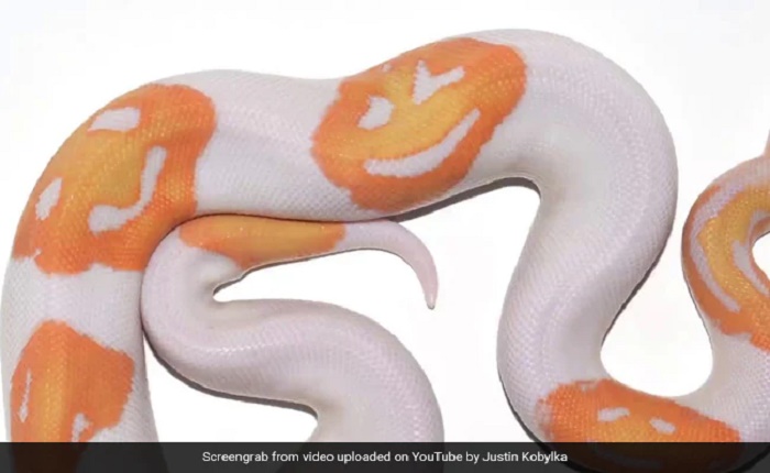 Snake with smiley face emojis on its back sells for $6,000