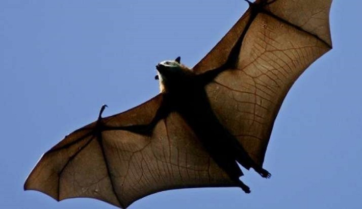 Research team locates 24 bat coronaviruses in southwestern China