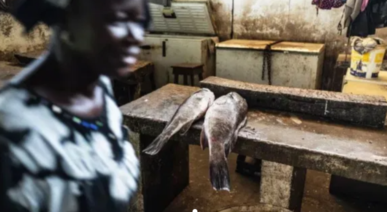 Aquaculture: Chinese-run factories turn the Gambia’s fish into fishmeal for aquaculture