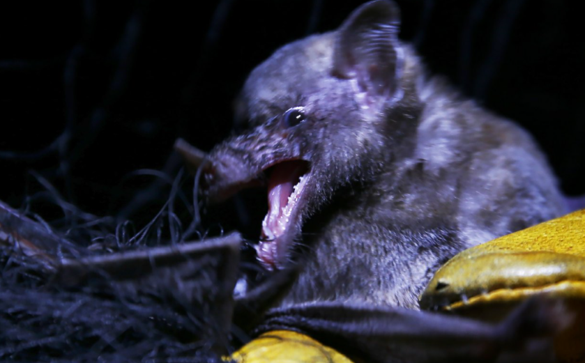 In quieter Mexico City, rare bats make an appearance
