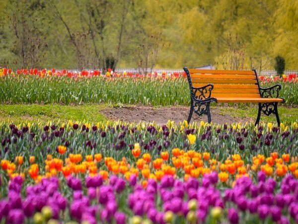 Around 50,000 visitors in 5 days! Asia's biggest Tulip garden a major hit in Srinagar