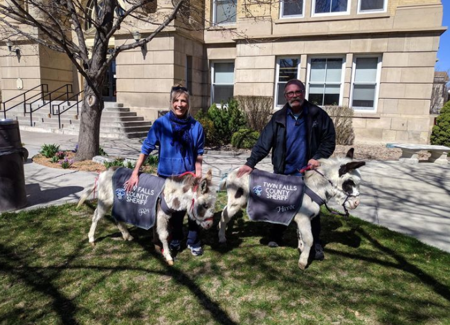 Nampa Police add donkeys and goat to drug-sniffing team